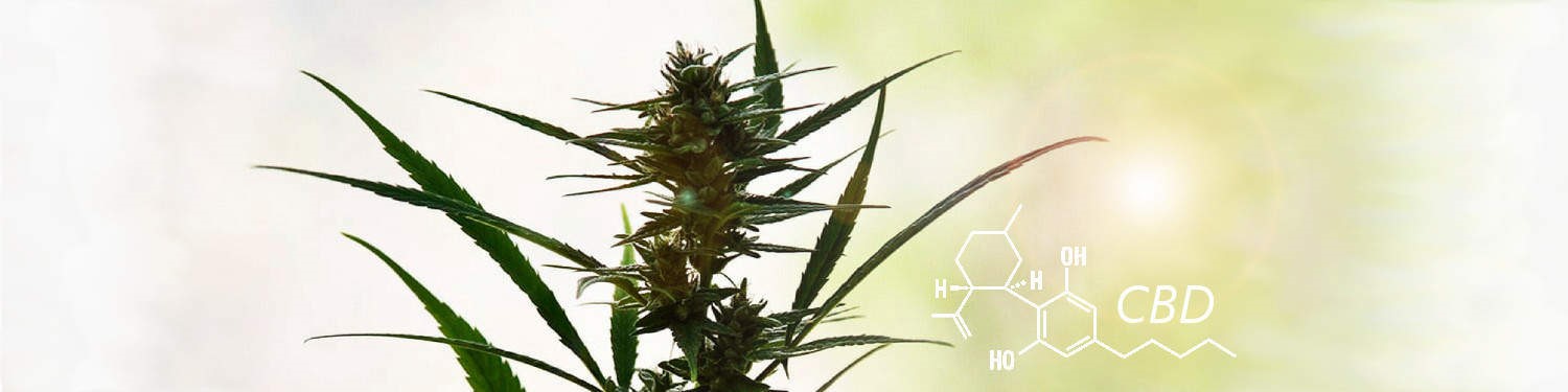 CBD Oil Gummies Nob Hill Albuquerque 
      NM